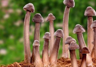 雞樅菌多少錢一斤？干雞樅菌多少錢一斤
