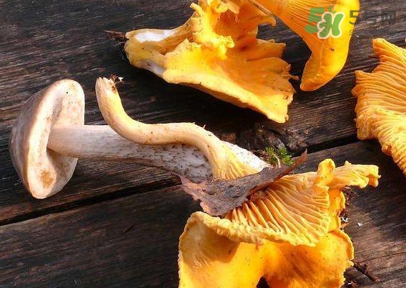 雞油菌什么季節(jié)有？雞油菌什么時候采摘