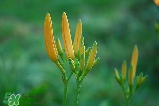 é»ƒèŠ±èœä»€ä¹ˆæ™‚(shÃ­)å€™ç¨®æ¤ï¼Ÿé»ƒèŠ±èœä»€ä¹ˆæ™‚(shÃ­)å€™é‡‡æ‘˜å¥½