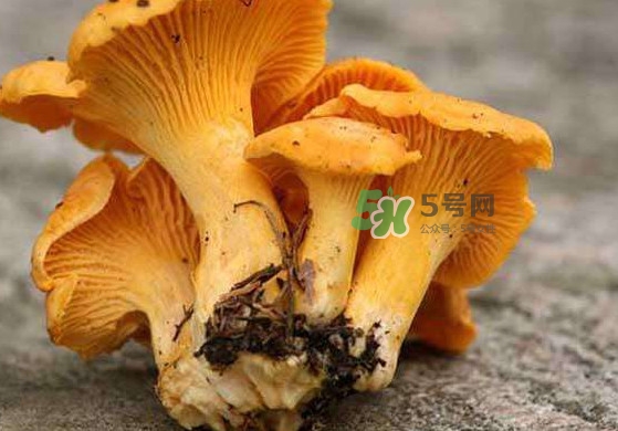 雞油菌孕婦能吃嗎？孕婦可以吃雞油菌嗎