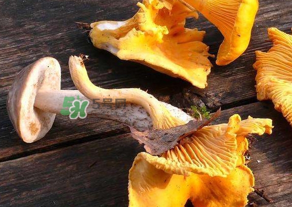 雞油菌是寒性的嗎？雞油菌是發(fā)物嗎