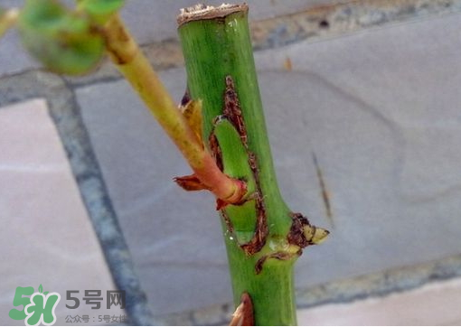 九月份能嫁接樹嗎？九月份怎么嫁接樹？