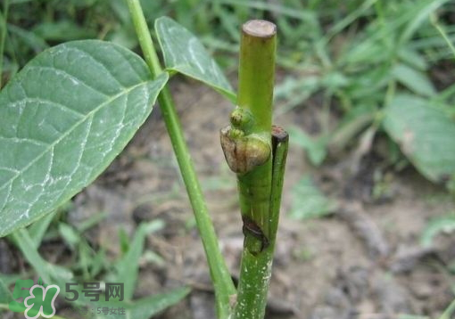 九月份能嫁接樹嗎？九月份怎么嫁接樹？
