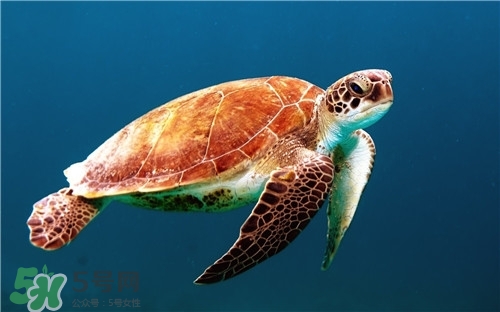 甲魚湯是涼性的嗎？甲魚湯的禁忌人群