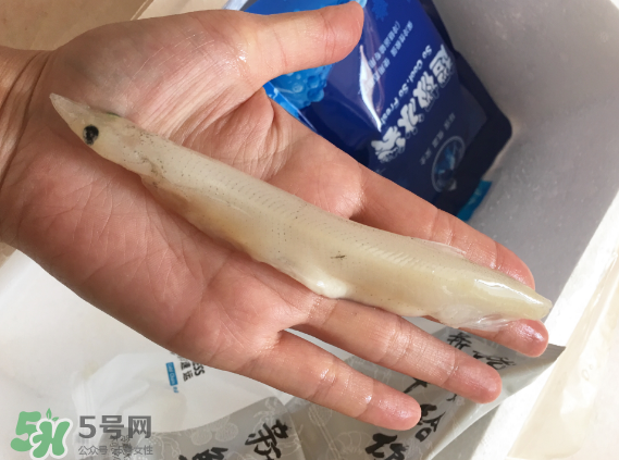 大銀魚多少錢一斤？大銀魚怎么洗？