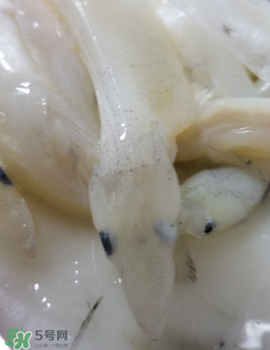 銀魚怎么保存？銀魚可以放在冰箱冷凍保存嗎？