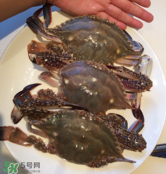 梭子蟹是海里的嗎？梭子蟹是螃蟹嗎？