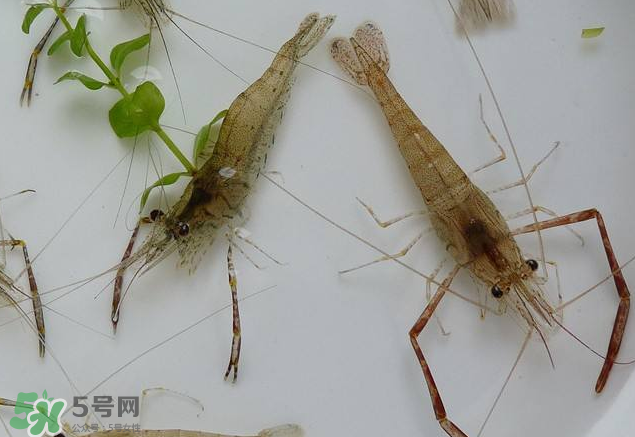 河蝦是發(fā)物嗎？河蝦是不是發(fā)物？