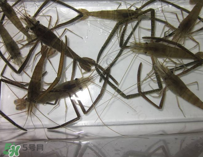 河蝦是發(fā)物嗎？河蝦是不是發(fā)物？