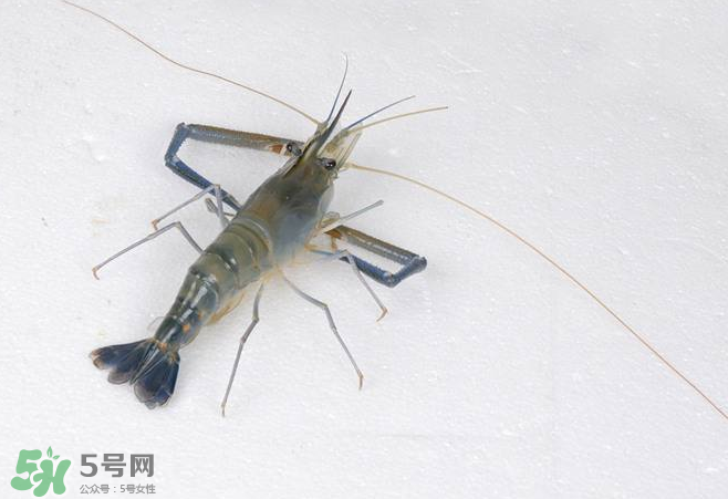 河蝦是酸性還是堿性？河蝦是涼性還是熱性？