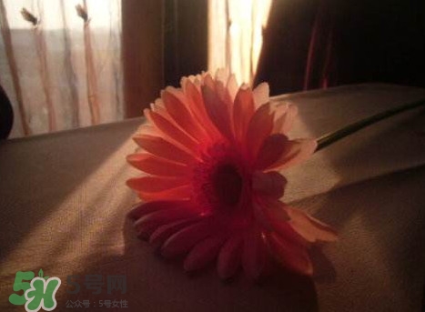 塑料花友誼是什么意思？塑料花友誼怎么來的