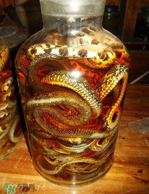毒蛇泡酒多久才能喝？毒蛇泡酒多久才會死？