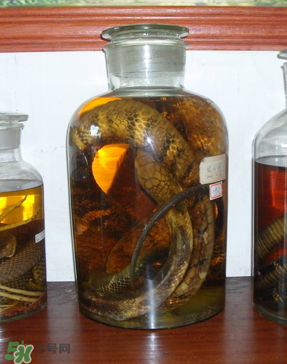 毒蛇泡酒多久才能喝？毒蛇泡酒多久才會死？