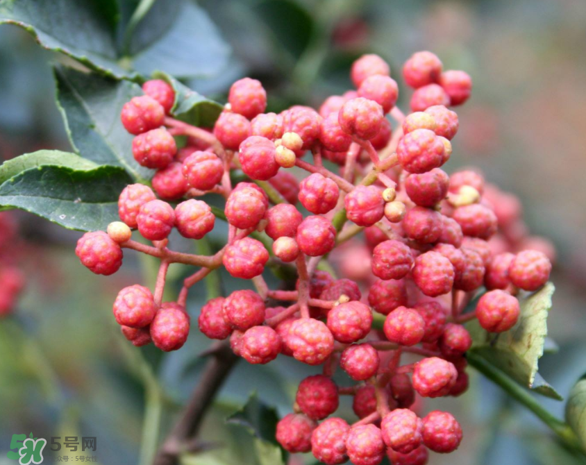 花椒泡腳能治白發(fā)嗎？花椒泡腳白發(fā)能轉黑嗎？