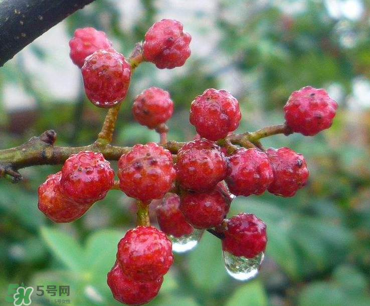 花椒泡腳能祛濕嗎？怎樣用花椒去濕去寒？