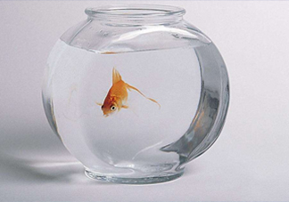 凈化水可以養(yǎng)魚嗎？凈化水可以沖奶粉嗎