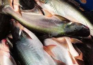 巴沙魚是什么魚？巴沙魚吃什么東西？