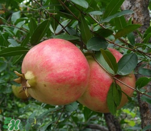突尼斯石榴哪里產(chǎn)？突尼斯軟籽石榴產(chǎn)地