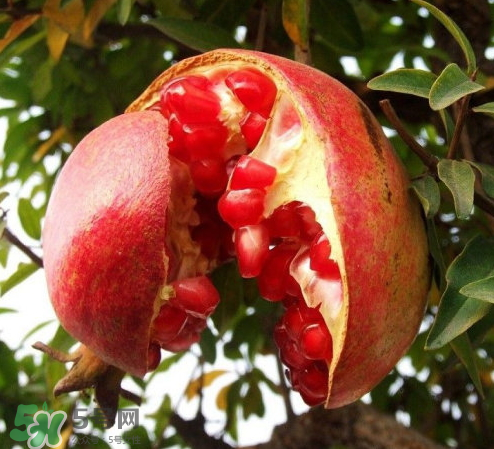 突尼斯石榴哪里產(chǎn)？突尼斯軟籽石榴產(chǎn)地
