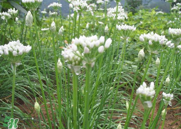 韭菜籽泡水喝有效果嗎？韭菜籽能直接泡水喝嗎？