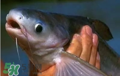巴沙魚(yú)為什么不能吃？巴沙魚(yú)多少錢(qián)一斤