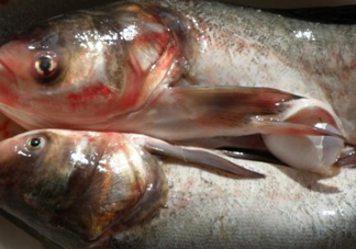 花鰱魚(yú)是海鮮嗎？花鰱魚(yú)是淡水魚(yú)嗎