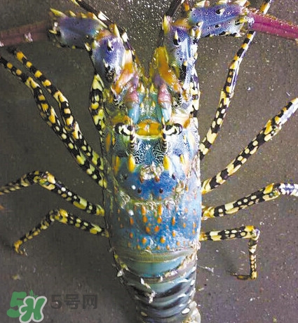 中華錦繡龍蝦可以養(yǎng)殖嗎？中華錦繡龍蝦有毒嗎