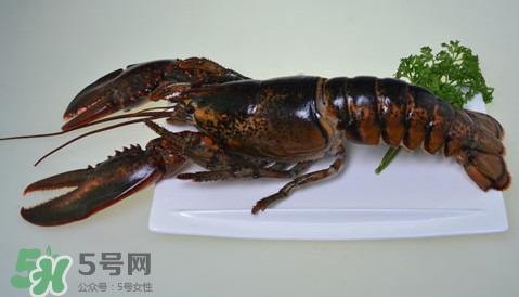 波士頓龍蝦頭能吃嗎？波士頓龍蝦哪里不能吃