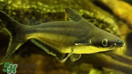 巴沙魚(yú)為什么不能吃？巴沙魚(yú)多少錢(qián)一斤