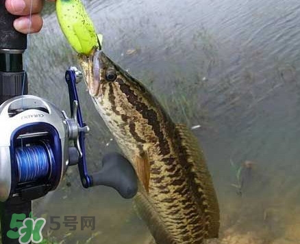 黑魚厲害還是鯰魚厲害？黑魚是世界上最臟的魚