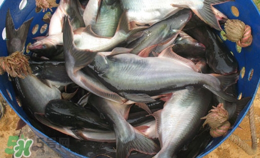 巴沙魚是什么魚？巴沙魚吃什么東西？
