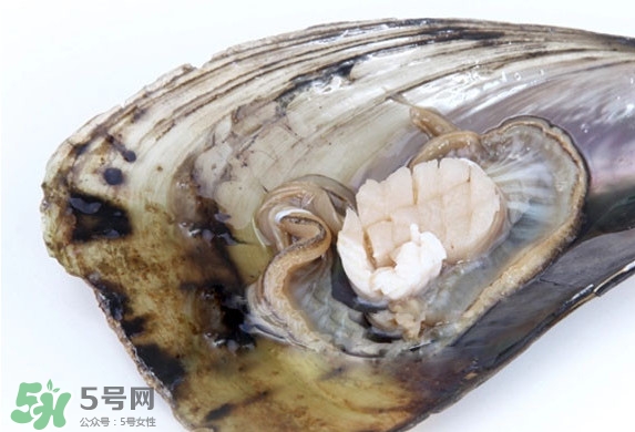 帶子是扇貝嗎？帶子和扇貝哪個(gè)好吃