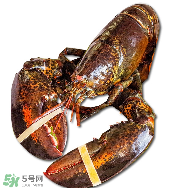 波士頓龍蝦怎么去蝦線？波士頓龍蝦怎么清洗