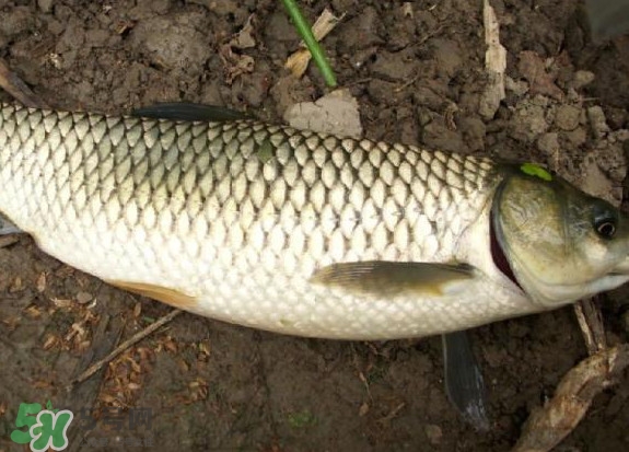 黑魚(yú)和草魚(yú)哪個(gè)好吃？黑魚(yú)不適合什么人吃