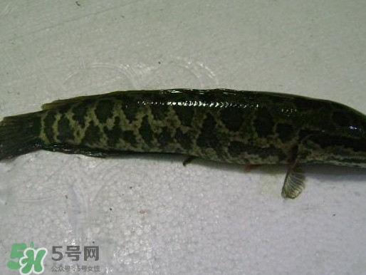 黑魚厲害還是鯰魚厲害？黑魚是世界上最臟的魚