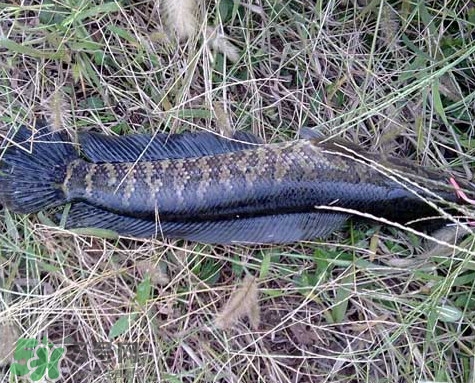 黑魚(yú)和草魚(yú)哪個(gè)好吃？黑魚(yú)不適合什么人吃