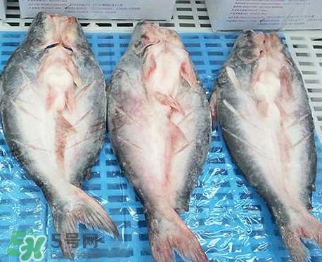 巴沙魚是什么魚？巴沙魚吃什么東西？