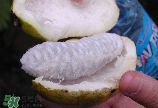 八月炸是什么水果？八月炸果多少錢一斤2017
