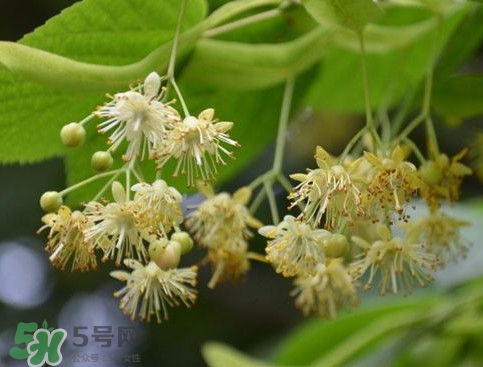 椴樹蜜有什么氣味？椴樹蜜結晶看到糖怎么回事
