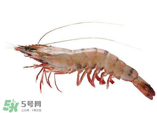 明蝦是海蝦還是河蝦？明蝦是什么蝦？