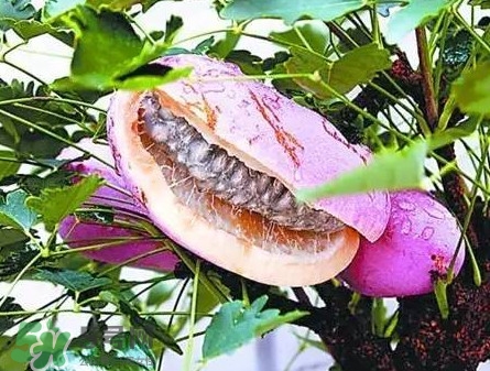 八月瓜適合哪里種植？八月瓜的種植技術(shù)