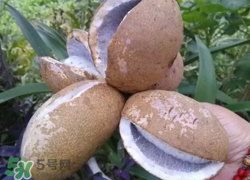 八月瓜什么時候成熟？八月瓜什么時候種植