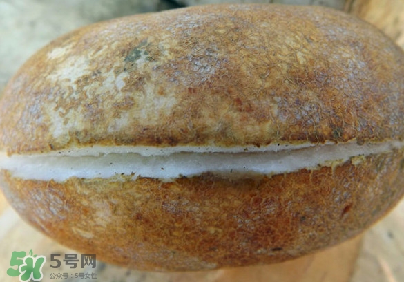 預(yù)知子果為什么種的人少？預(yù)知子和八月扎有區(qū)別嗎