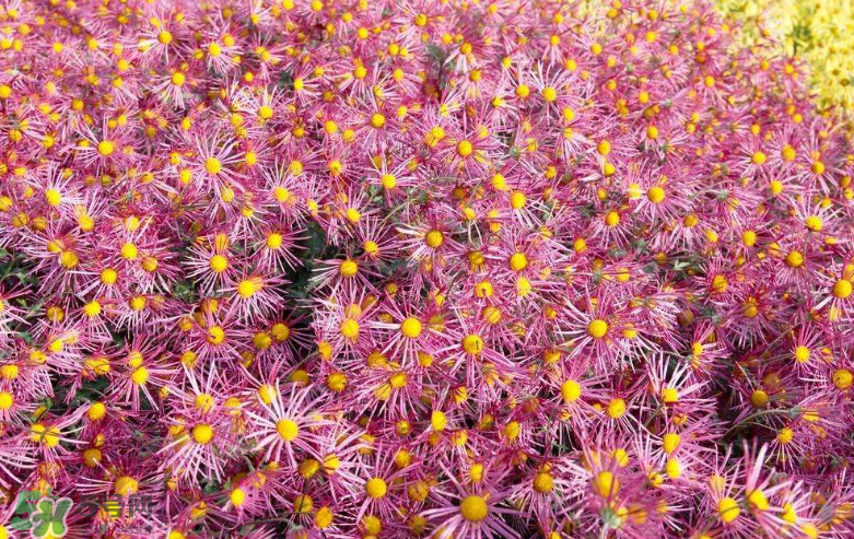 秋天開花嗎？秋天的花有哪些？