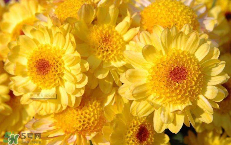 秋天開花嗎？秋天的花有哪些？