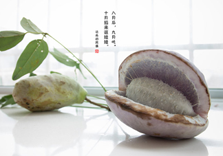 八月瓜可以泡酒嗎？八月瓜可以治乙肝嗎