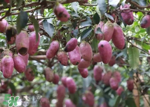 八月瓜能吃嗎？八月瓜到底有什么價值？