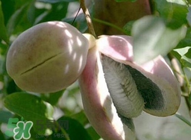 八月瓜適合哪里種植？八月瓜的種植技術(shù)