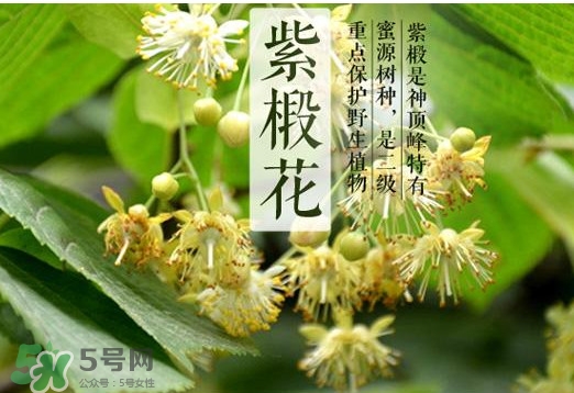 椴樹蜜多少錢一斤？椴樹蜜的功效與作用