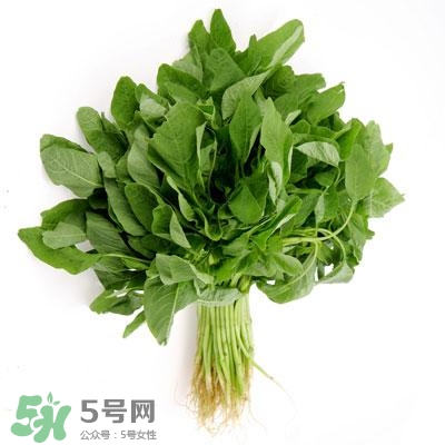 寶寶輔食可以吃哪些蔬菜？寶寶吃蔬菜泥的最佳時(shí)間